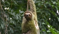 Three two-toed sloth freeze to death at Belgium airport en route to Malaysia